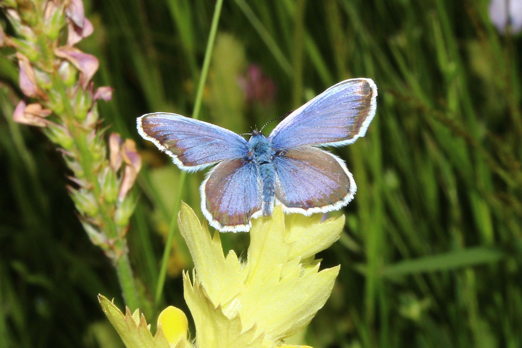 Farfalla da determinare 6 - Plebejus argus